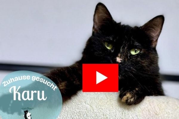 video-karuE1850936-29B6-25F2-EB67-1366A51C53F2.jpg